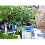 Tray of Cherry Tomato plants
