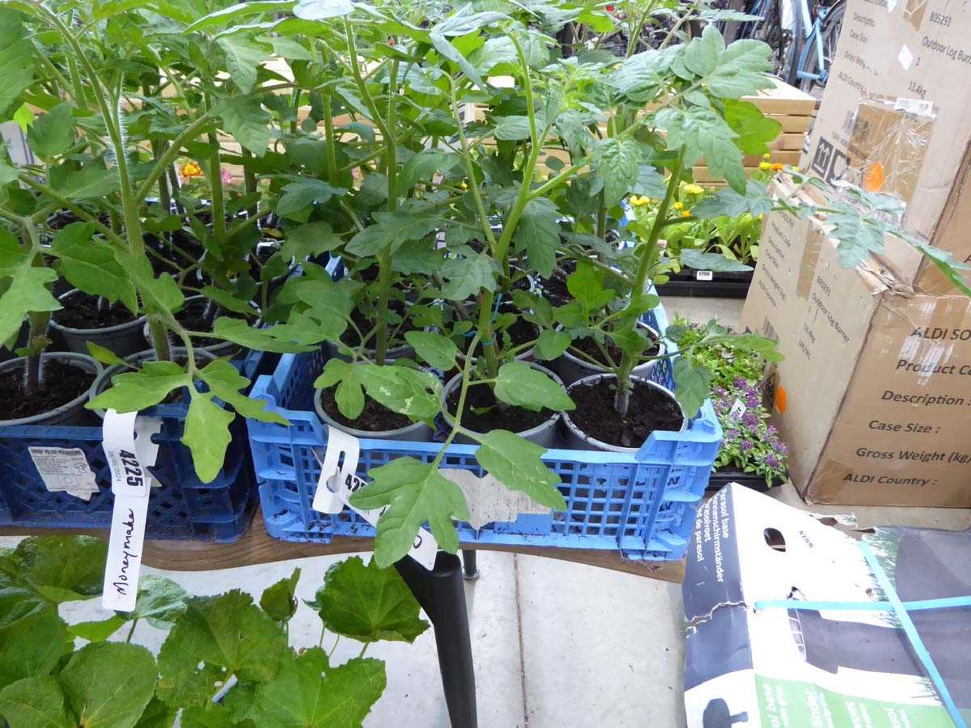 Tray of Cherry Tomato plants