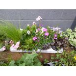 Tray of Perennials