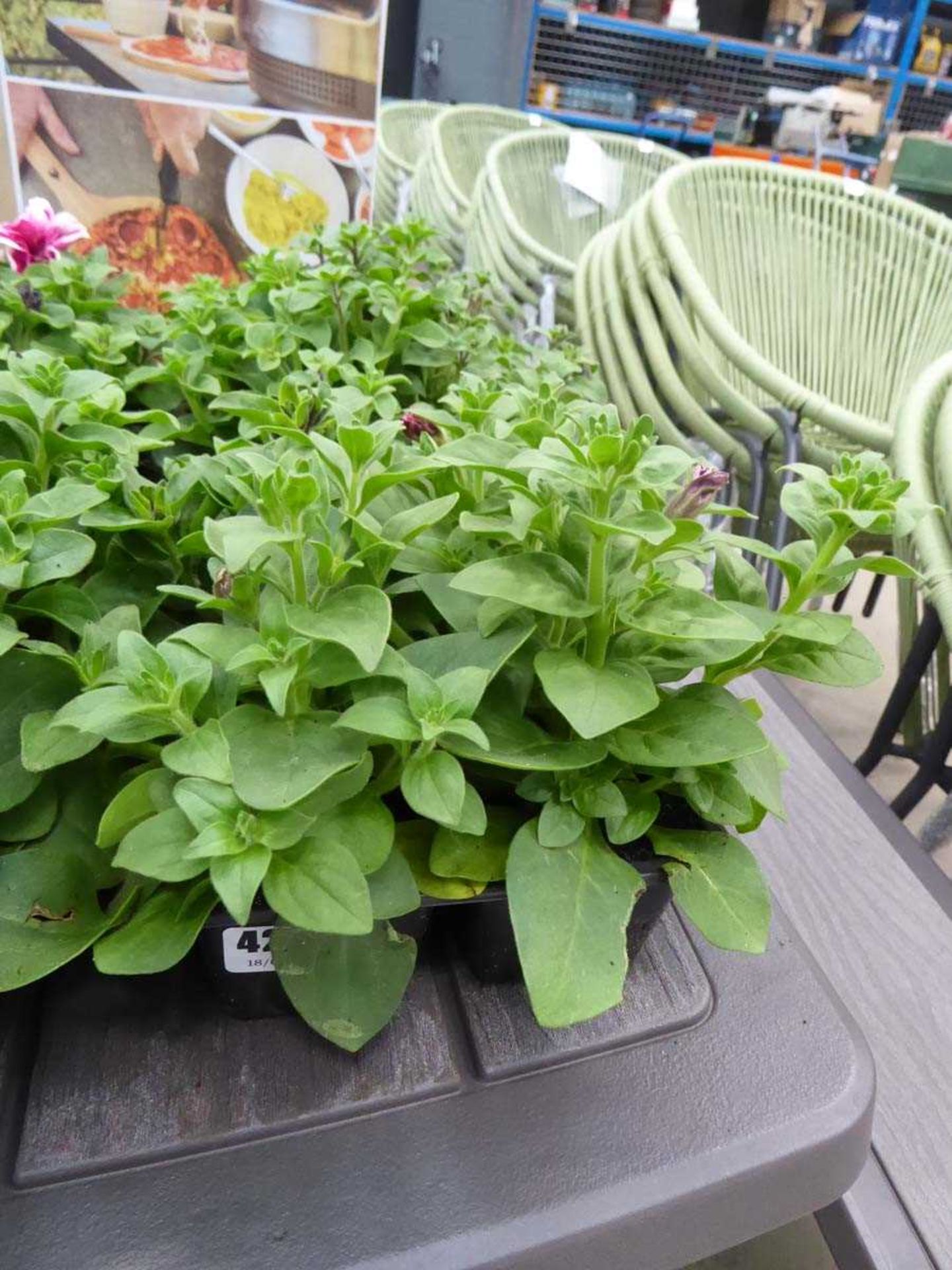 Tray of Petunias