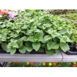 Tray of Petunias