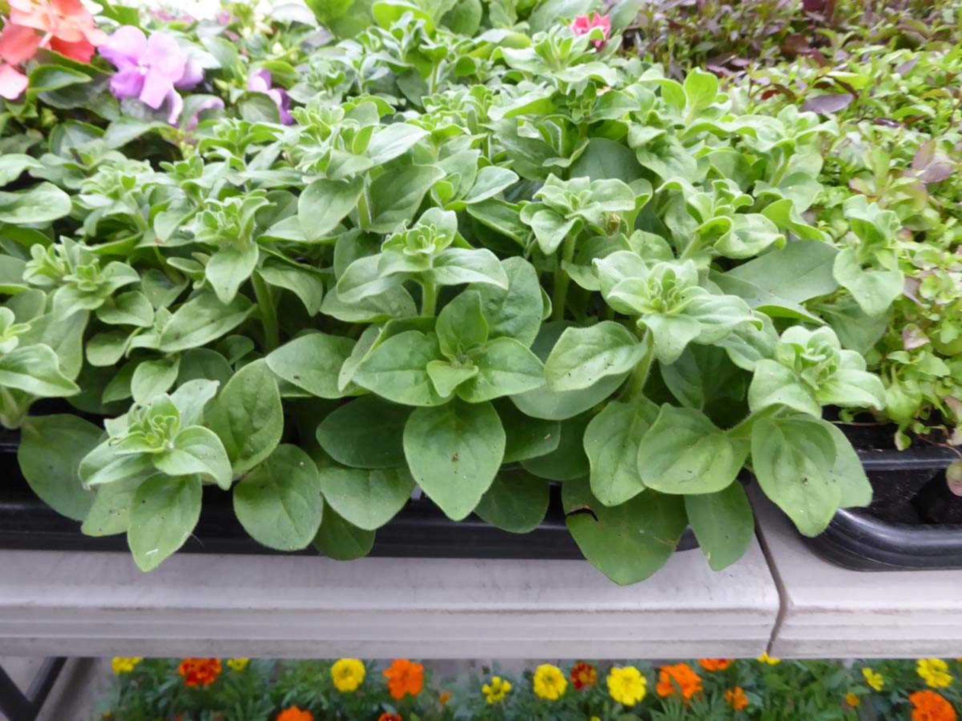 Tray of Petunias