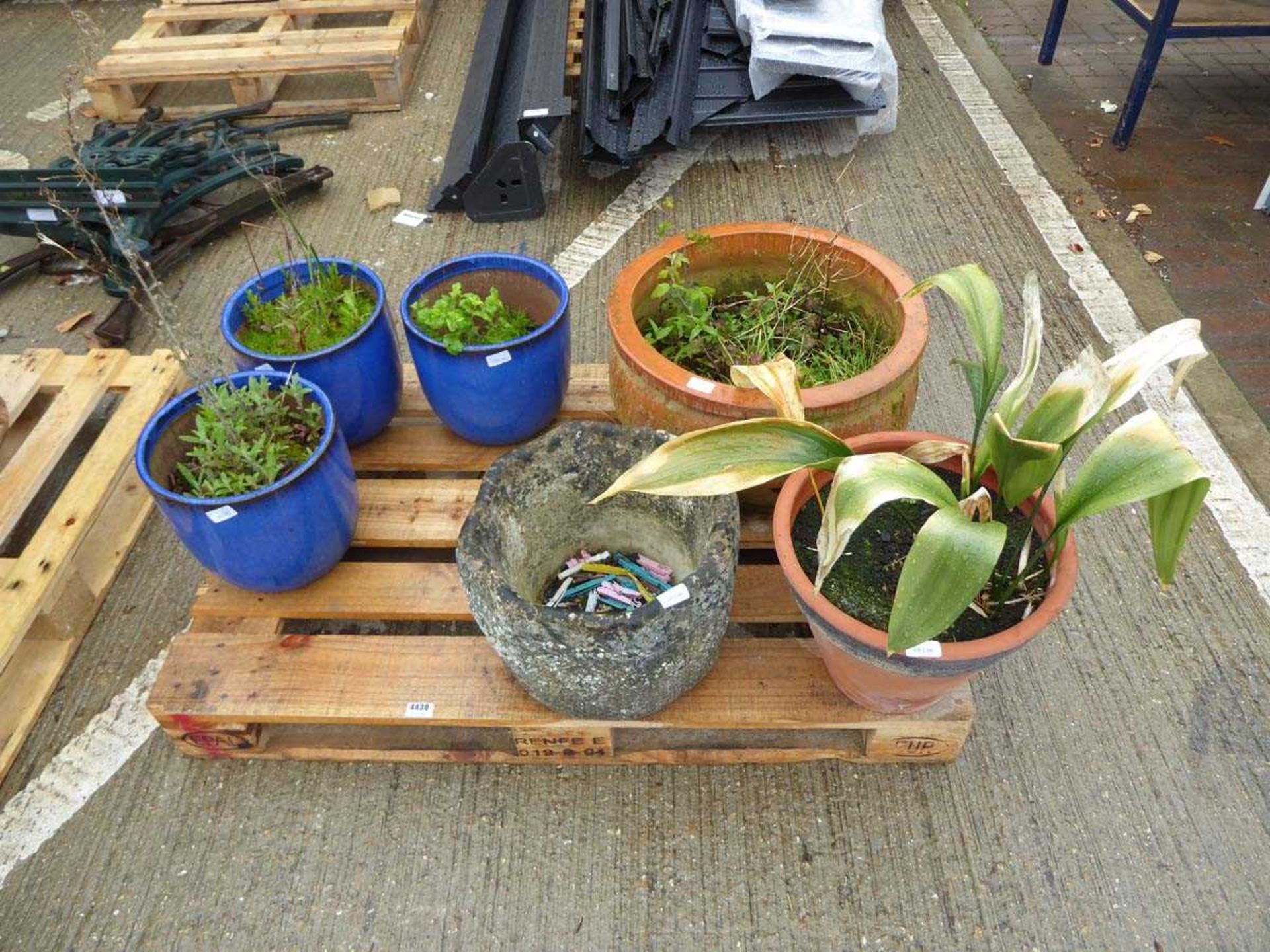 Pallet containing 3 blue pots, 2 terracotta pots and a conrete pot