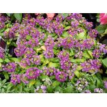 Tray of Red Alyssum plants