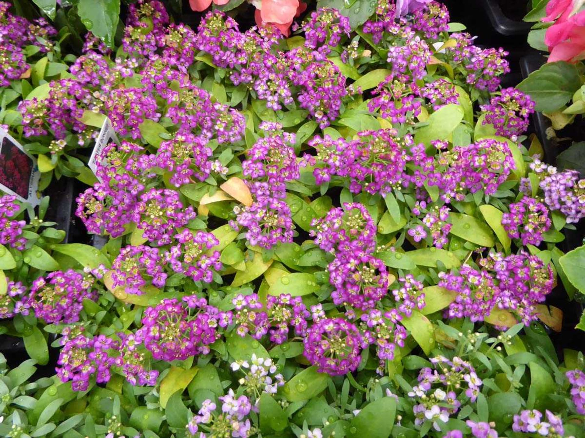 Tray of Red Alyssum plants