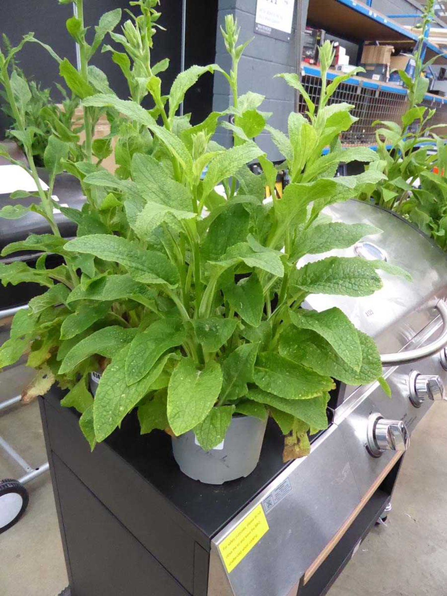 Potted Foxglove