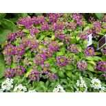 Tray of Red Alyssum plants