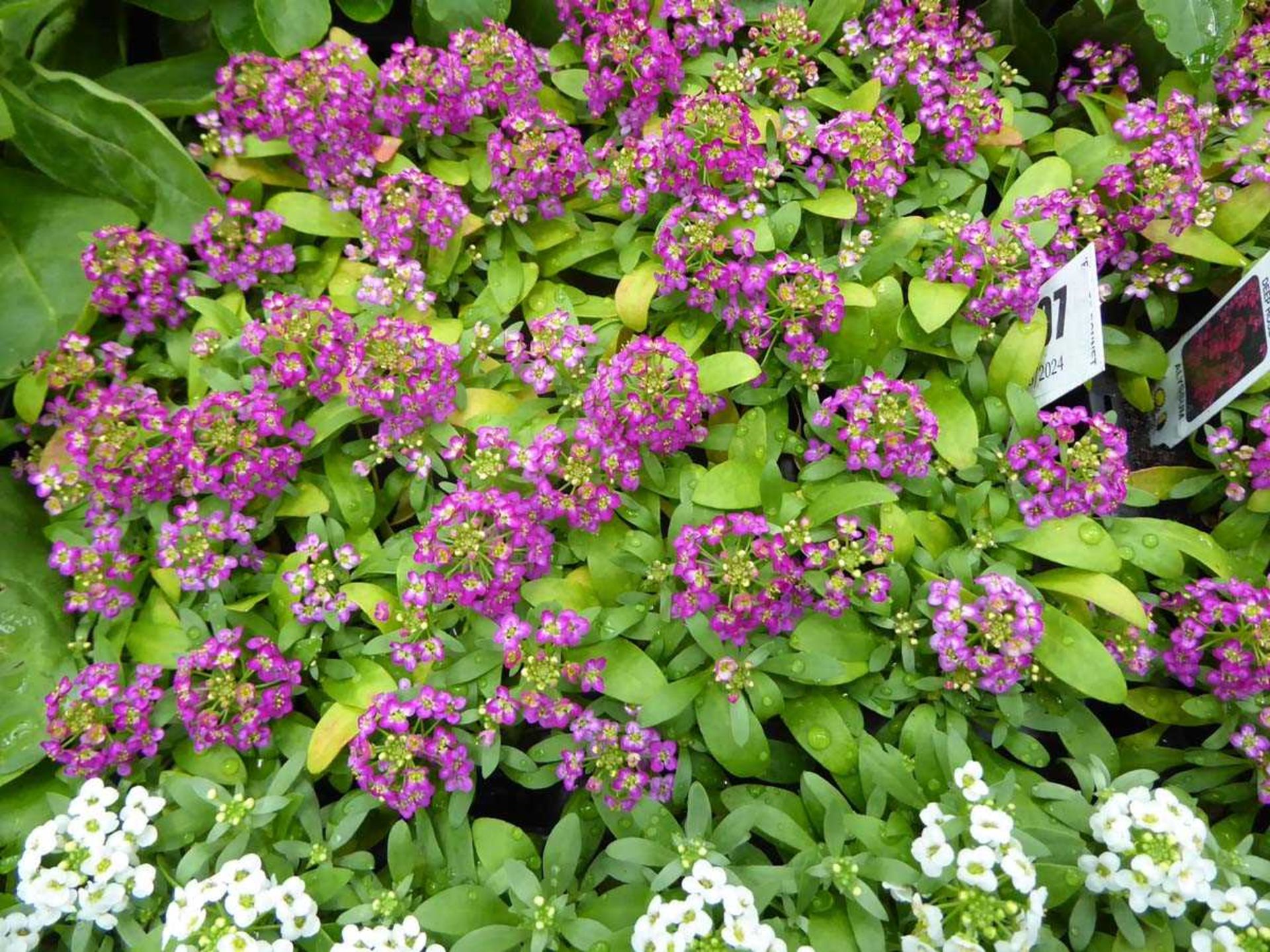 Tray of Red Alyssum plants