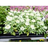 Tray of White Alyssum plants