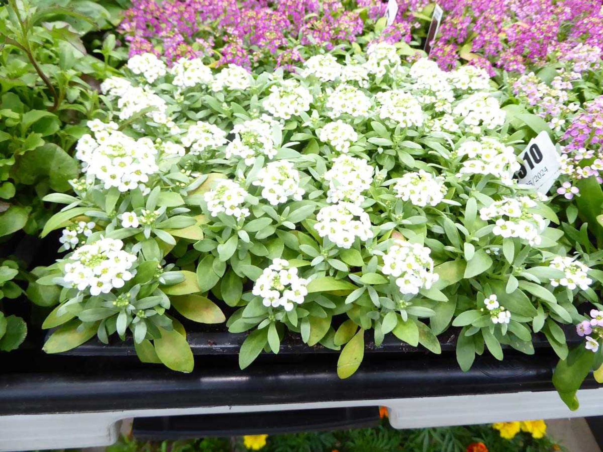 Tray of White Alyssum plants