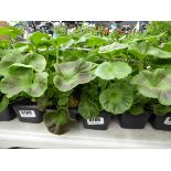 Tray of Geraniums