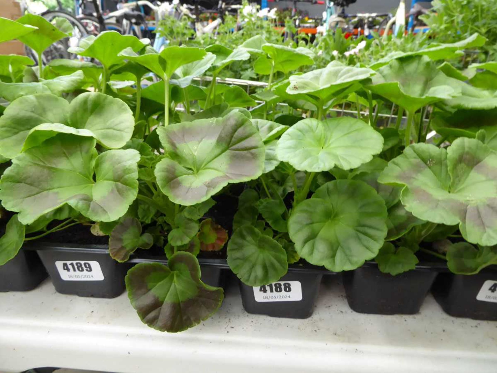 Tray of Geraniums