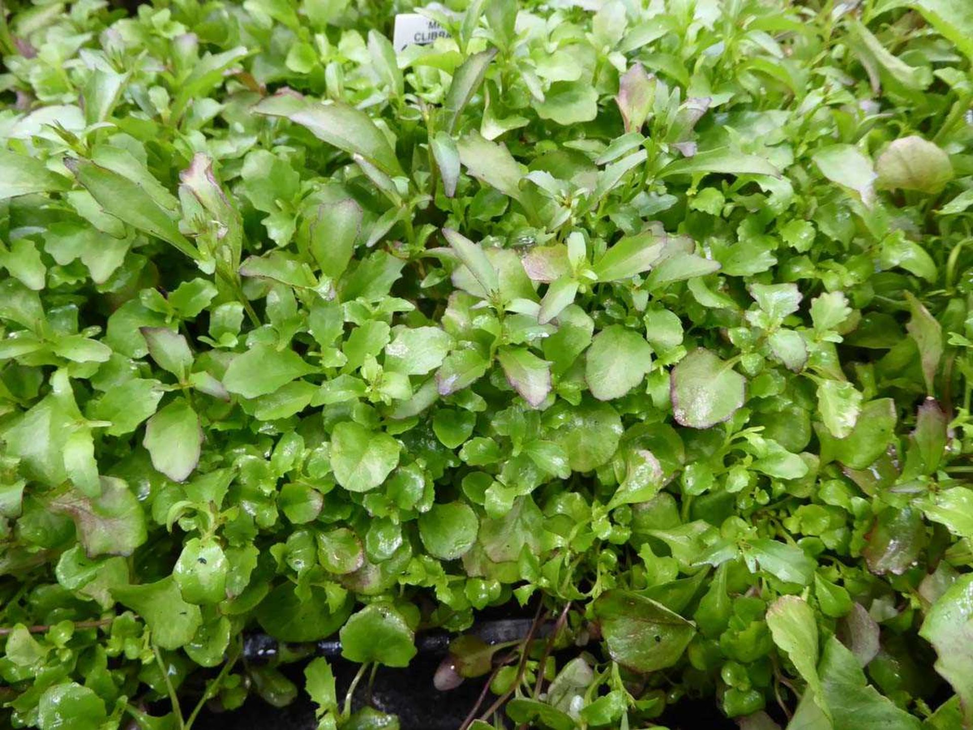 Tray of Purple Lobelia