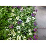 Tray of Easter Bonnett Pastle Mix Alyssum plants