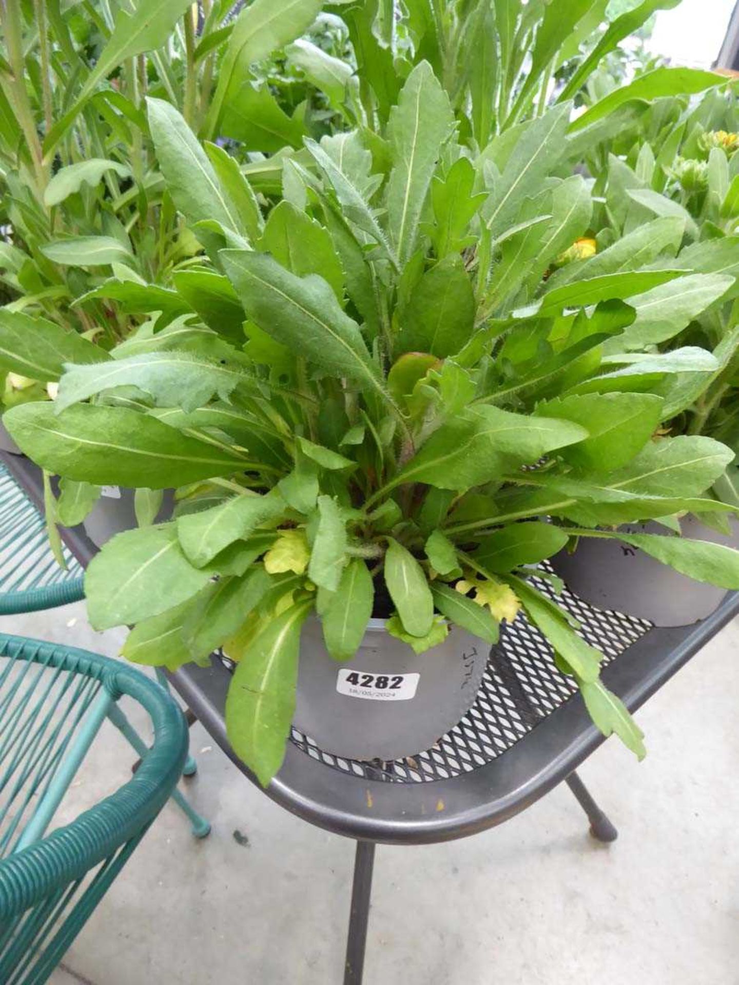 Potted Gaillardia plant