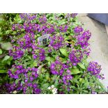 Tray of Purple Alyssum plants