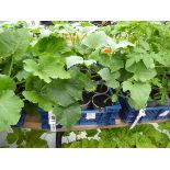 Tray of Cucumbers