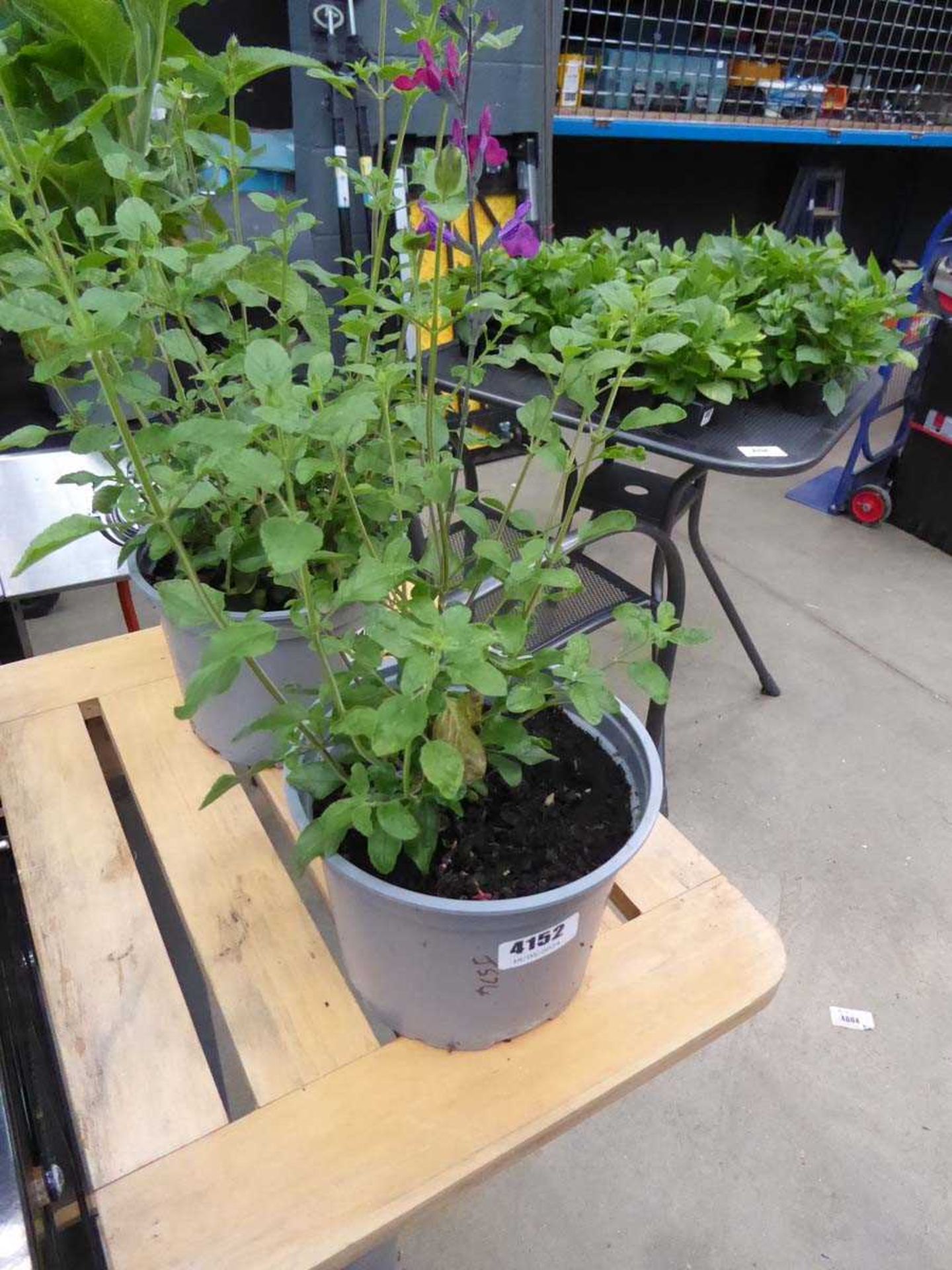 Potted Salvia plant