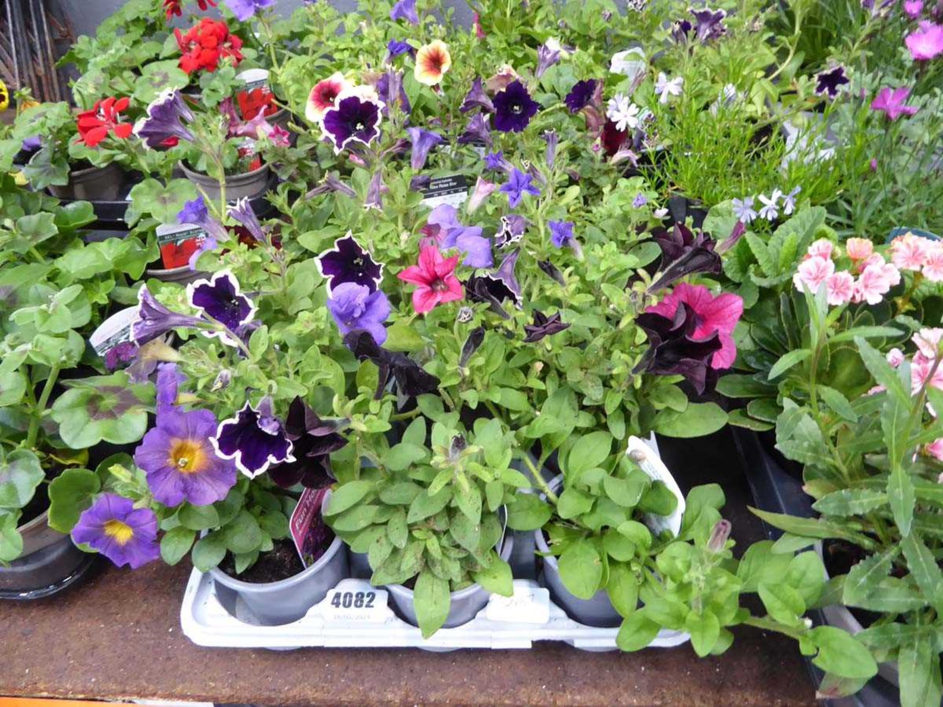 Tray of Petunias