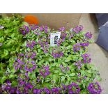 Tray of Purple Alyssum plants