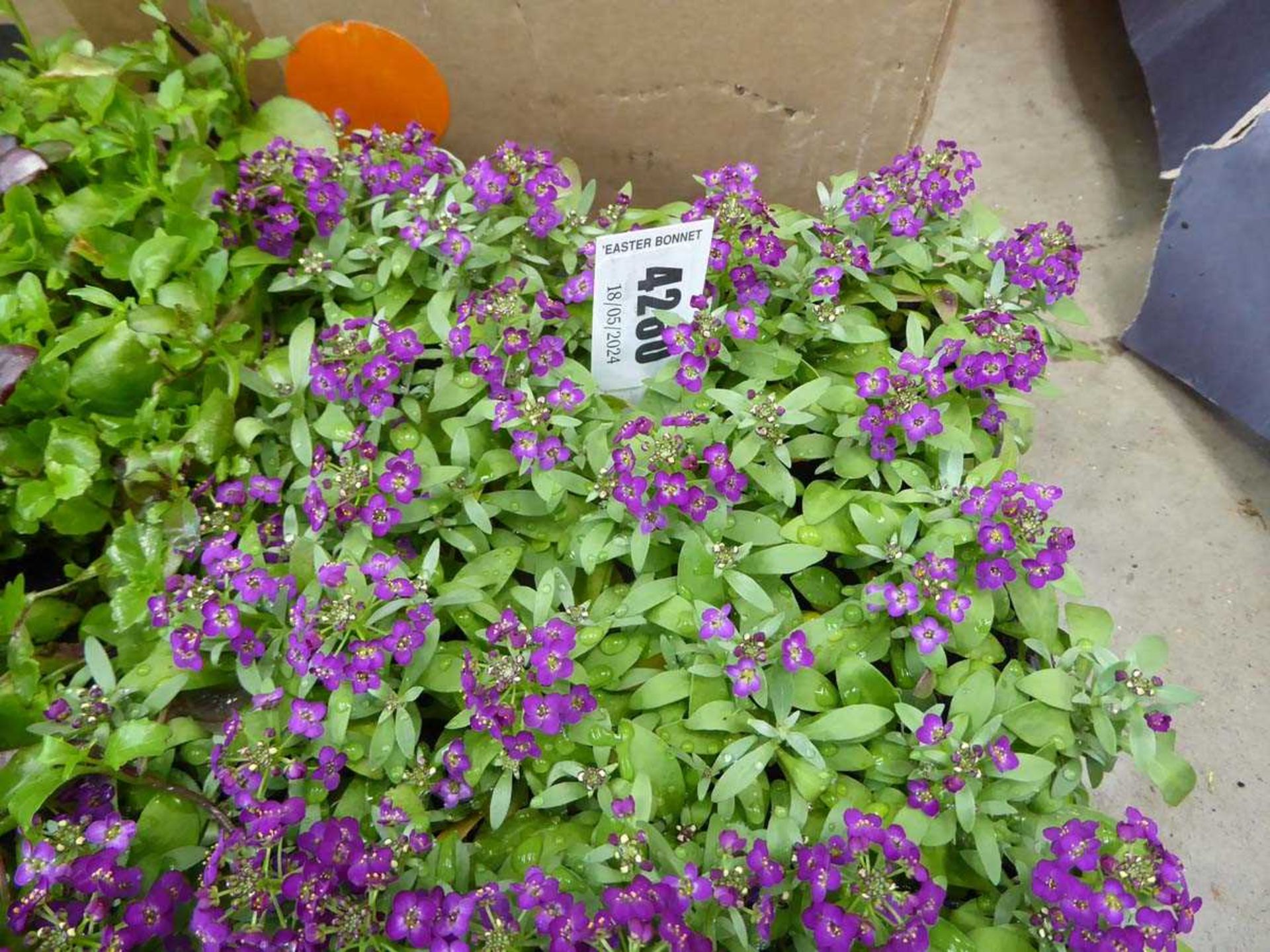 Tray of Purple Alyssum plants