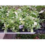 Tray of White Lobelia