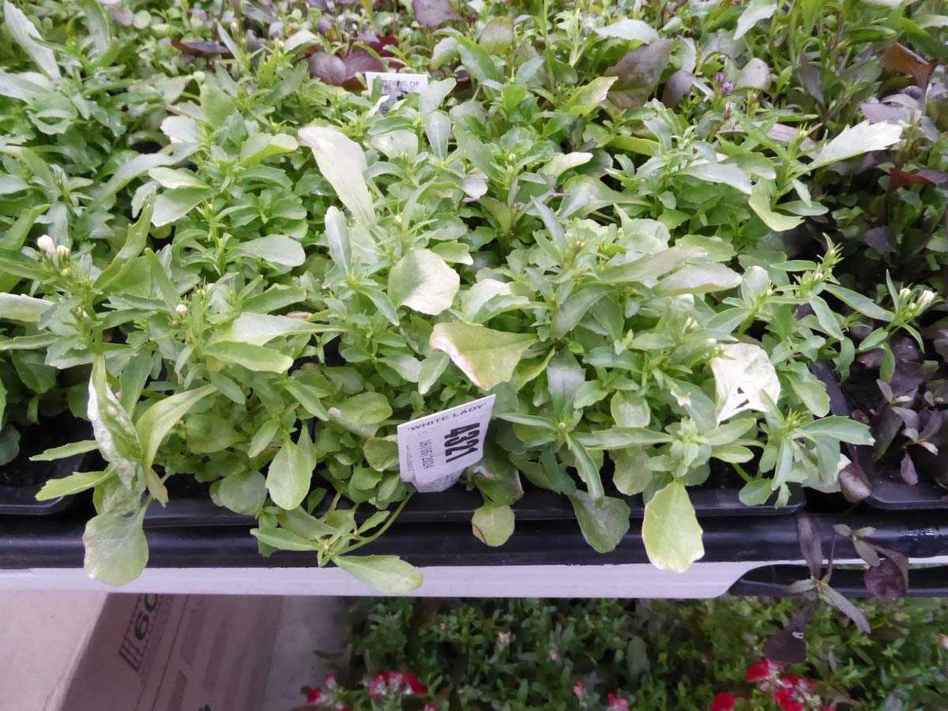 Tray of White Lobelia