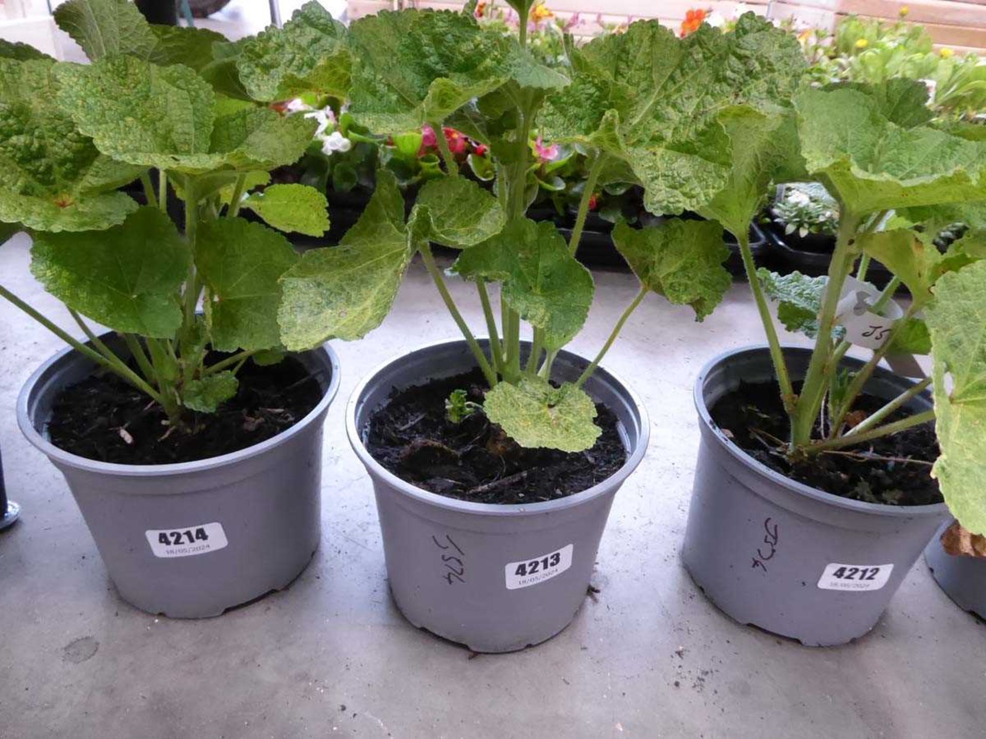 Potted Hollyhock