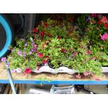 Tray of Petunias