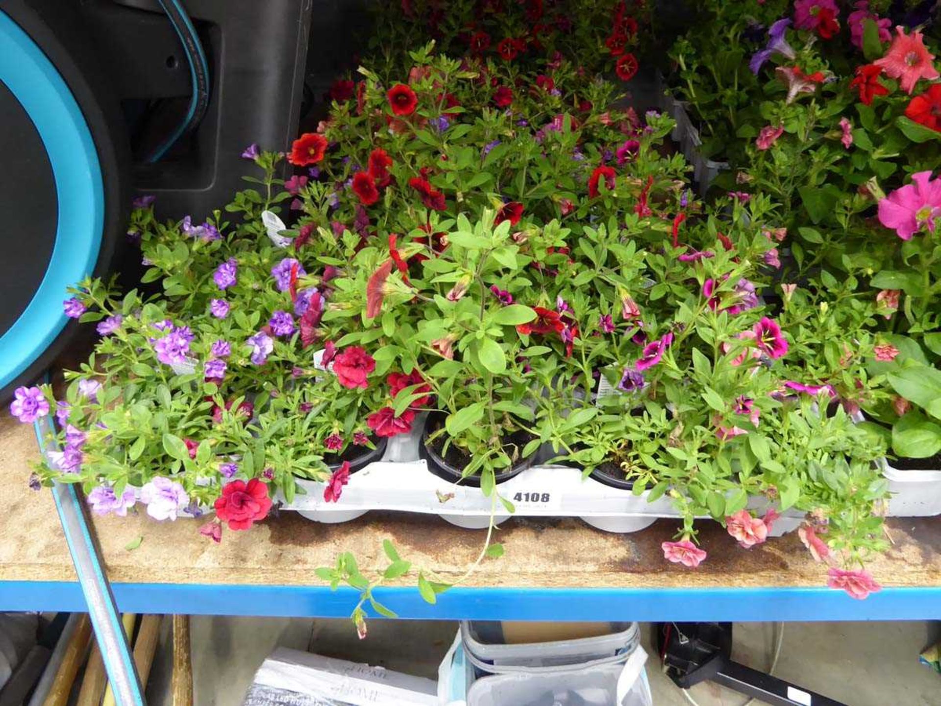 Tray of Petunias