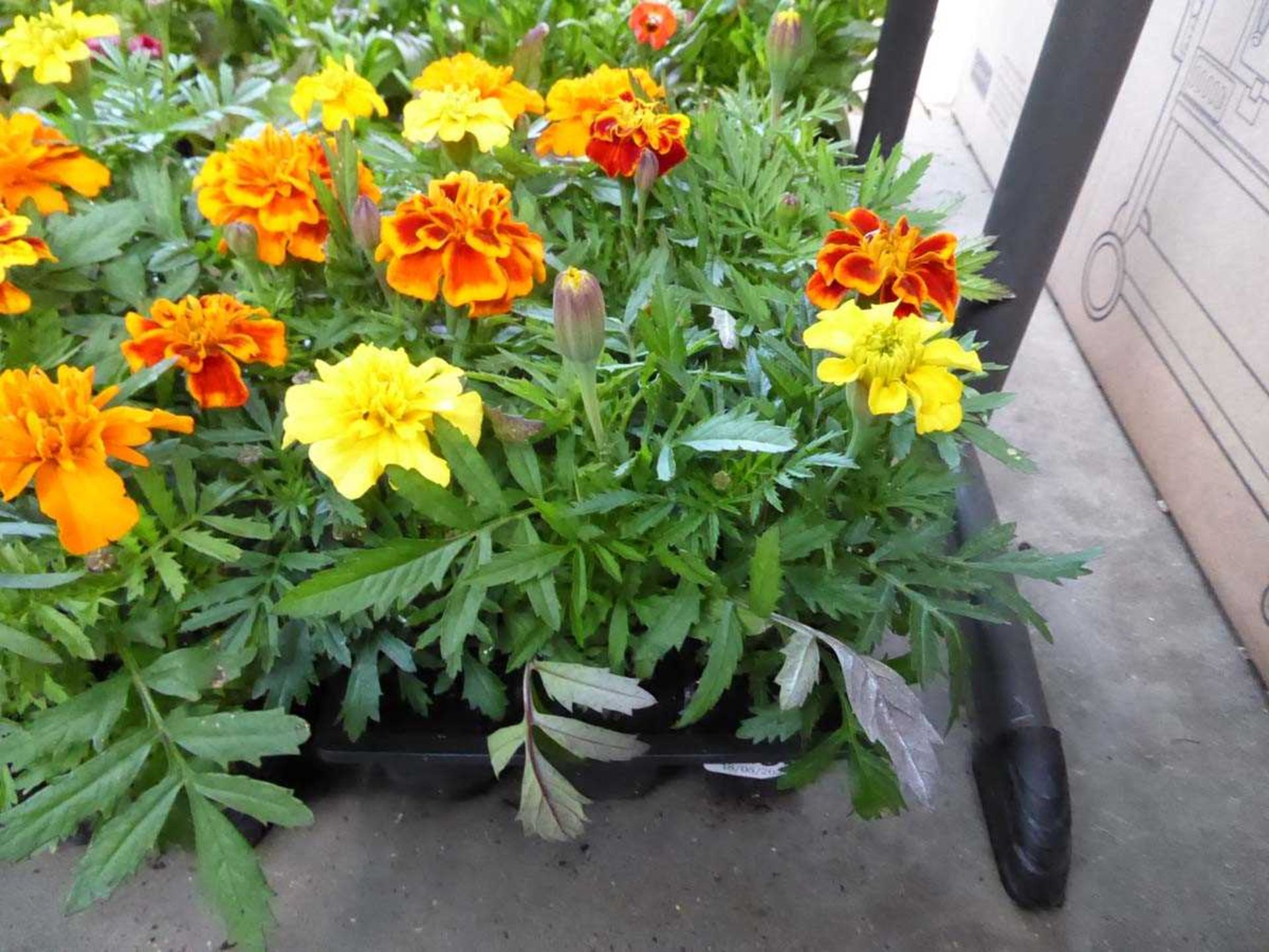 Tray of Marigolds