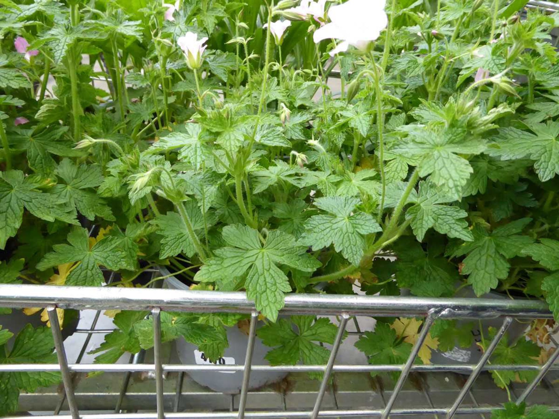 Potted Geranium