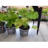 Potted Hollyhock