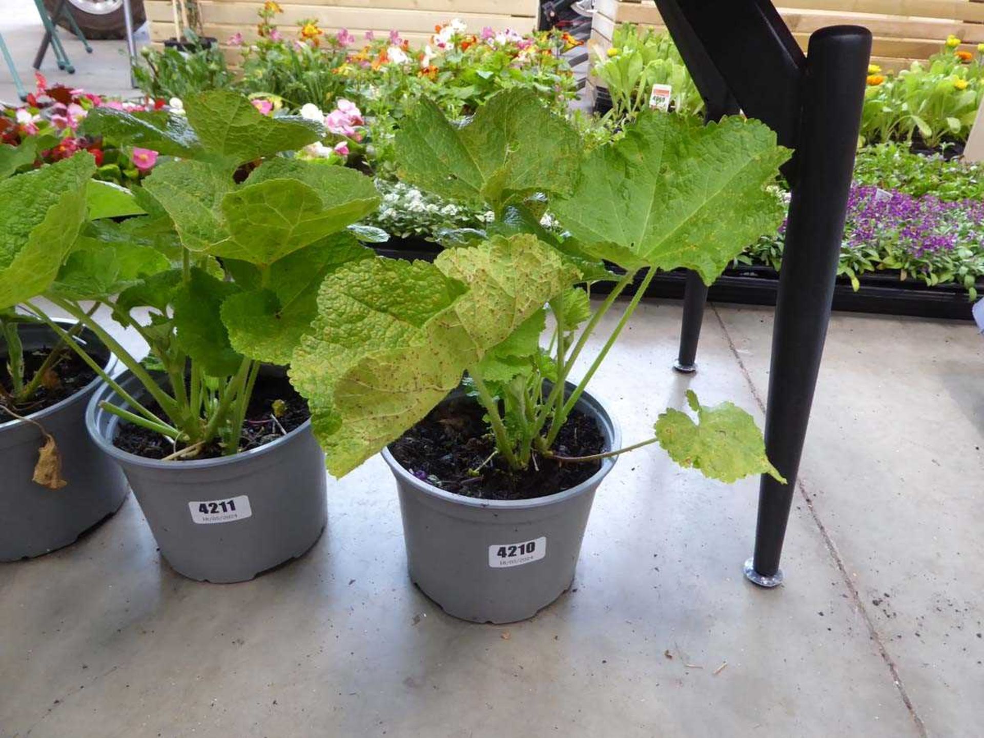 Potted Hollyhock