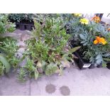 Tray of Nemesia Plants