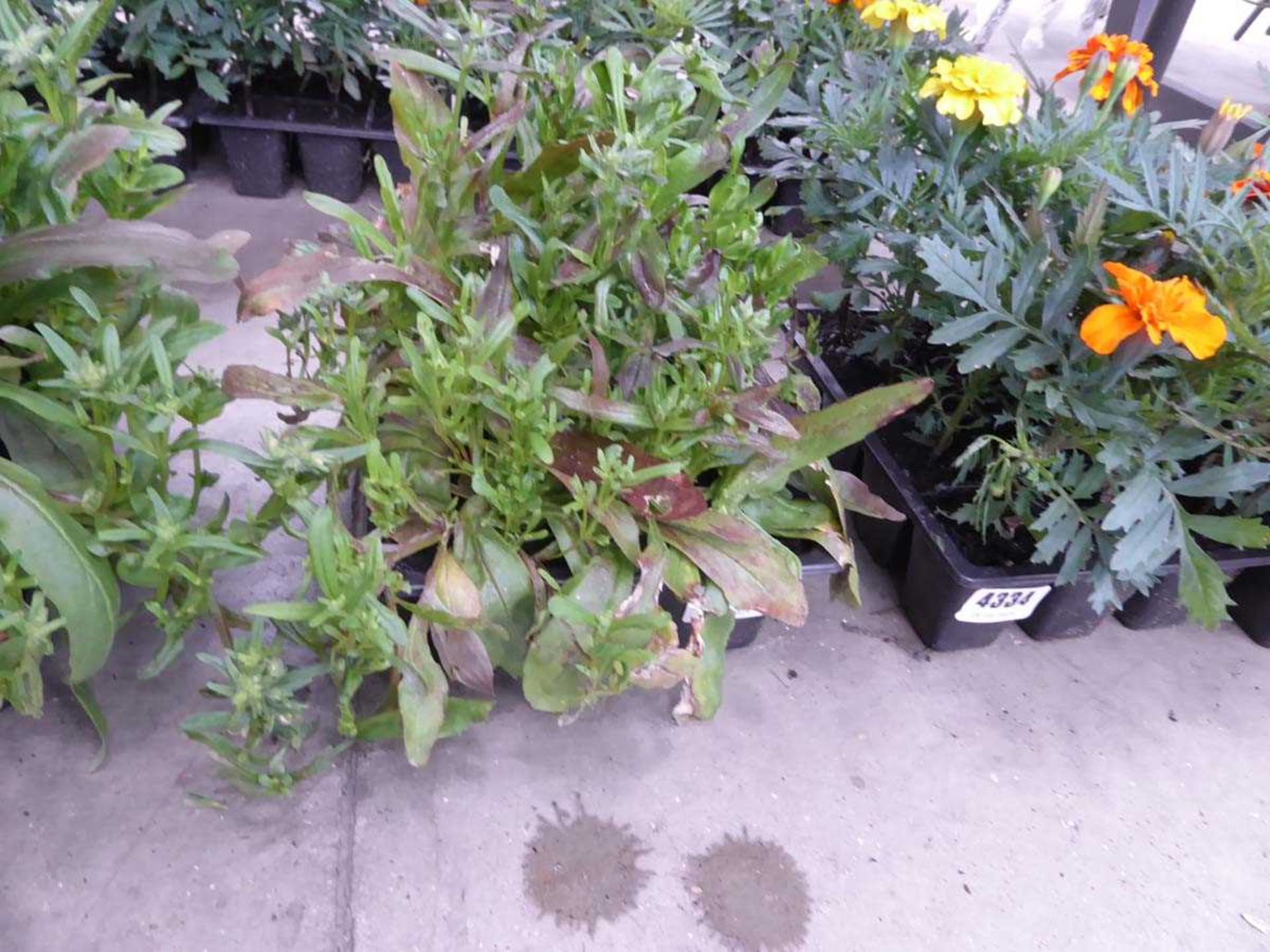 Tray of Nemesia Plants