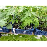 Tray of Money Maker Tomato Plants