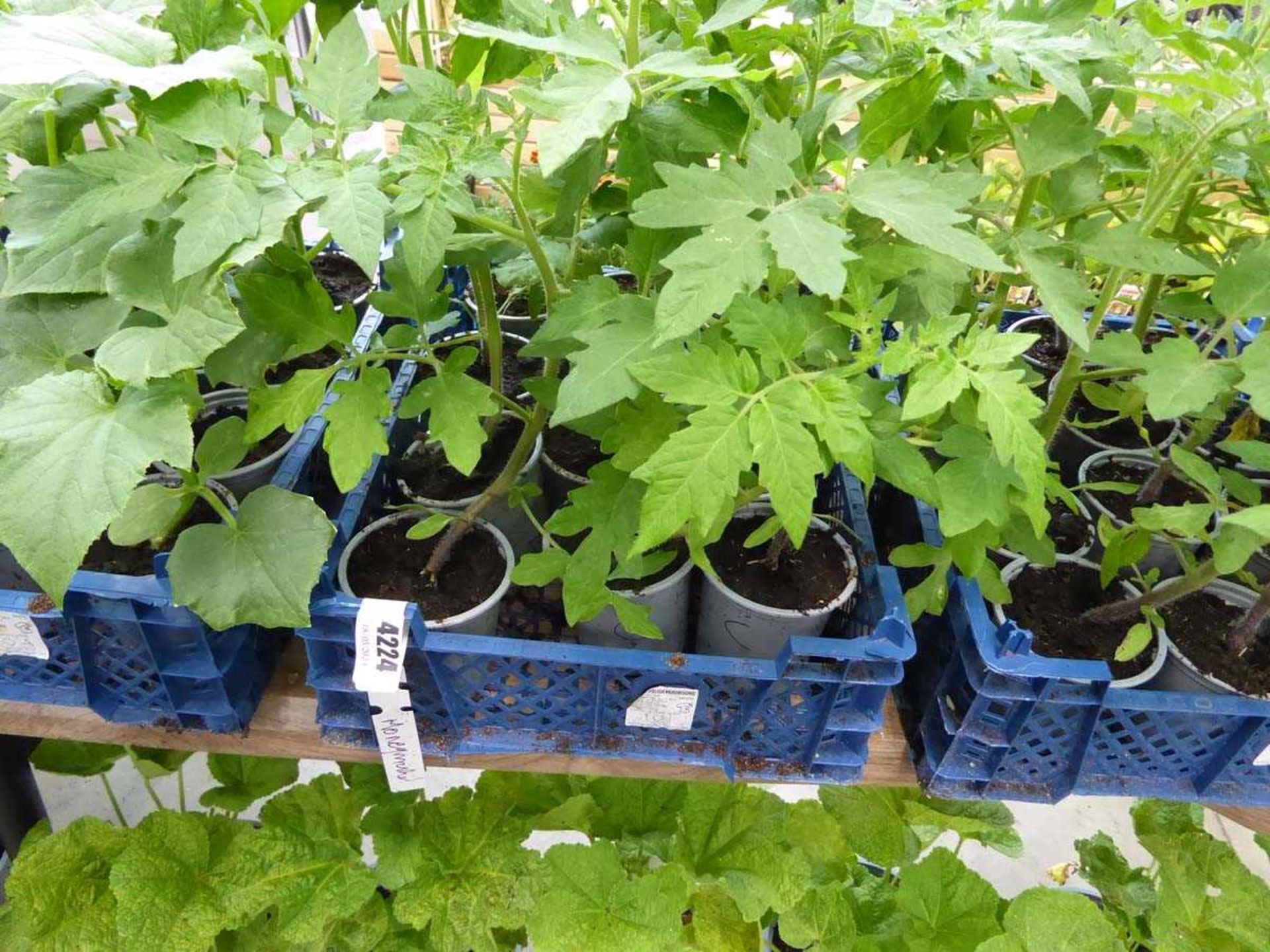 Tray of Money Maker Tomato Plants