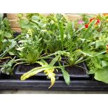 Tray of Asteraceae plants