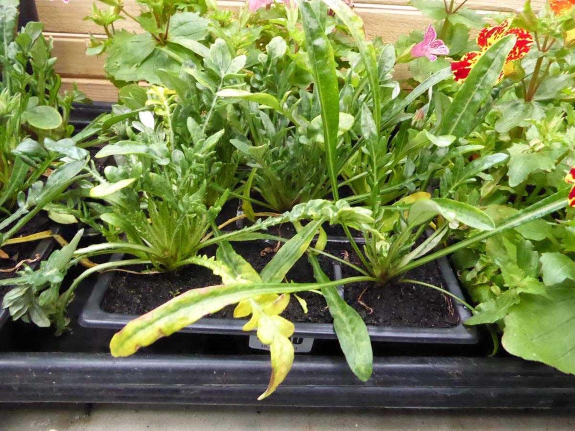 Tray of Asteraceae plants