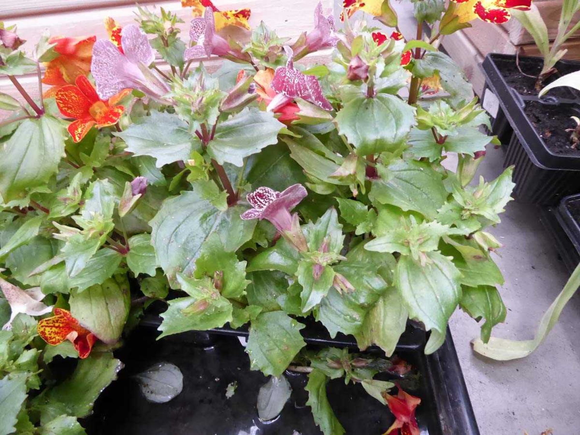 Tray of Erythranthe plants