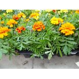 Tray of Marigolds