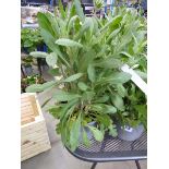 Potted Gaillardia plant