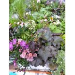 Tray of Perennials