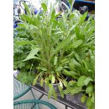 Potted Gaillardia plant