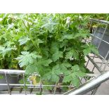 Potted Geranium