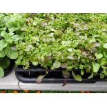 Tray of Purple Lobelia