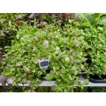 Tray of Purple Lobelia