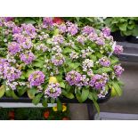 Tray of Pink Alyssum plants