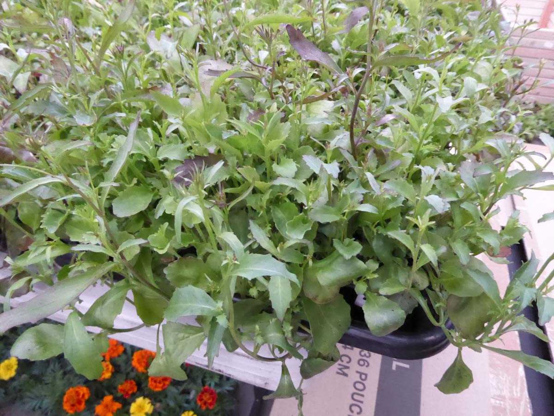 Tray of Mixed Purple and White Lobelia